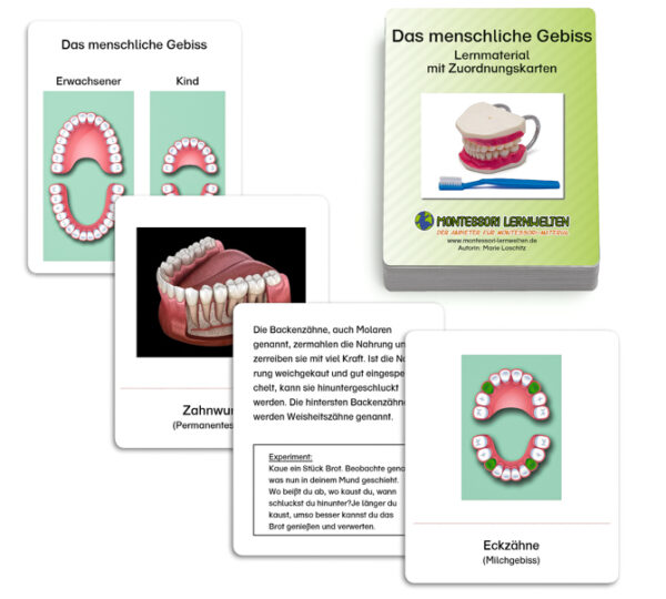 Lernmaterial - Das menschliche Gebiss