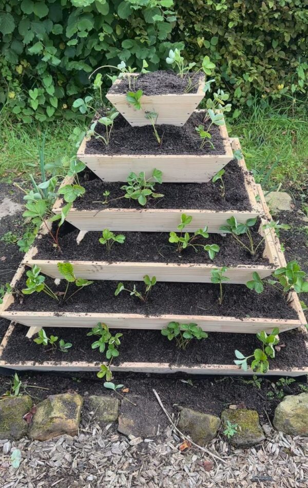 Große Pflanzpyramide aus Holz - ideal als Erdbeerpyramide, Kräuterpyramide oder Blumenpyramide – Bild 2