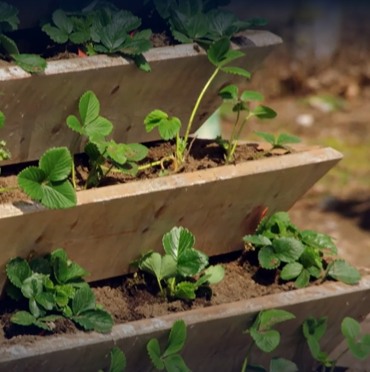 Große Pflanzpyramide aus Holz - ideal als Erdbeerpyramide, Kräuterpyramide oder Blumenpyramide 9 Große Pflanzpyramide aus Holz - ideal als Erdbeerpyramide, Kräuterpyramide oder Blumenpyramide – Bild 9