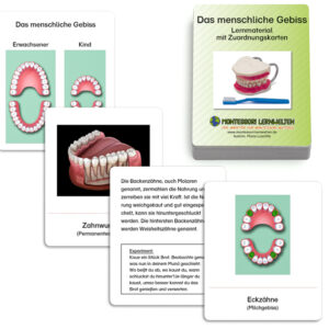 Lernmaterial - Das menschliche Gebiss