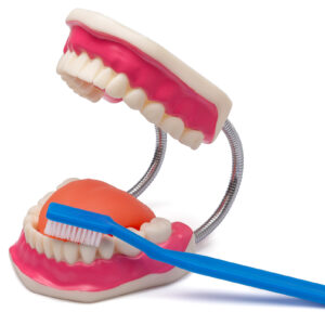 Die Zähne und das Gebiss - Ein Modell zur Zahnpflege