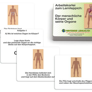 Arbeitskartei zum Lernteppich: Der menschliche Körper und seine Organe